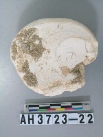 藏品(螺蓋製貝刮器)的圖片